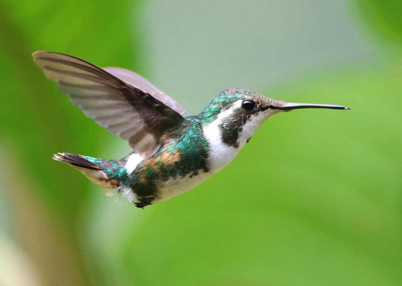 Hummingbird in flight over the Amazon