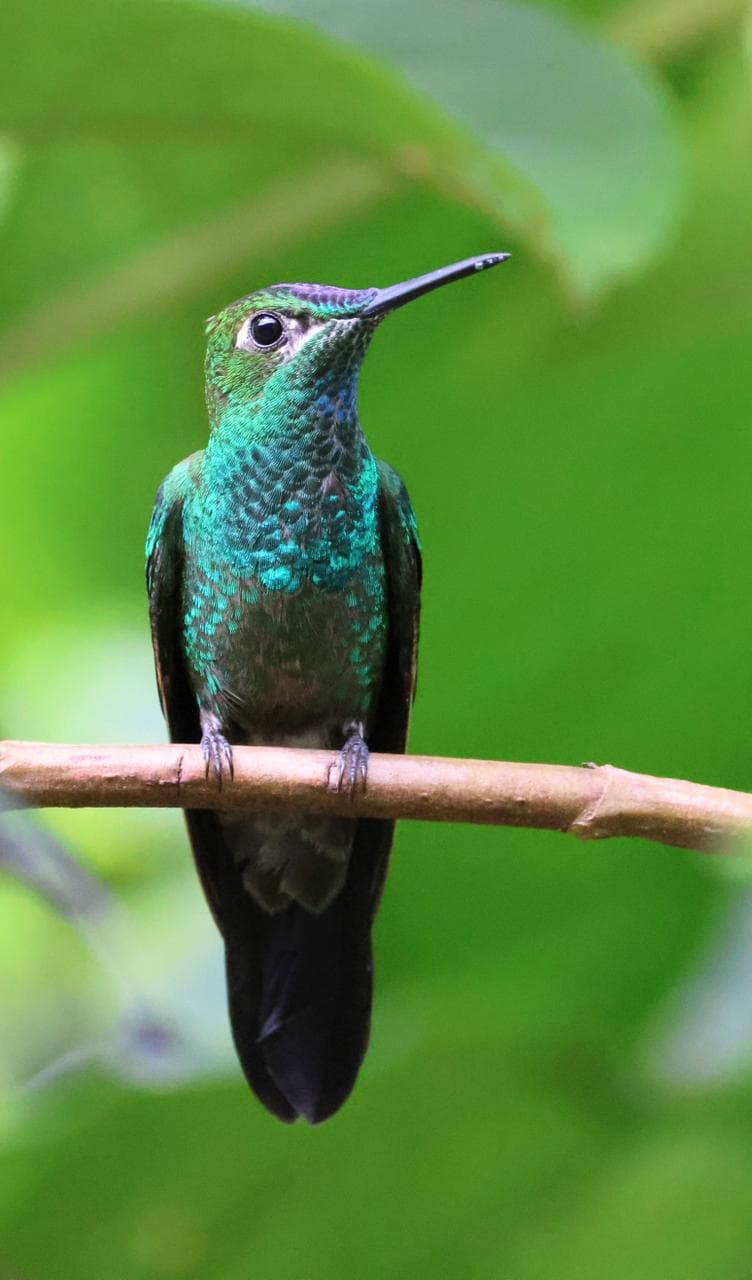 Hummingbird perched on a branch in Cusco